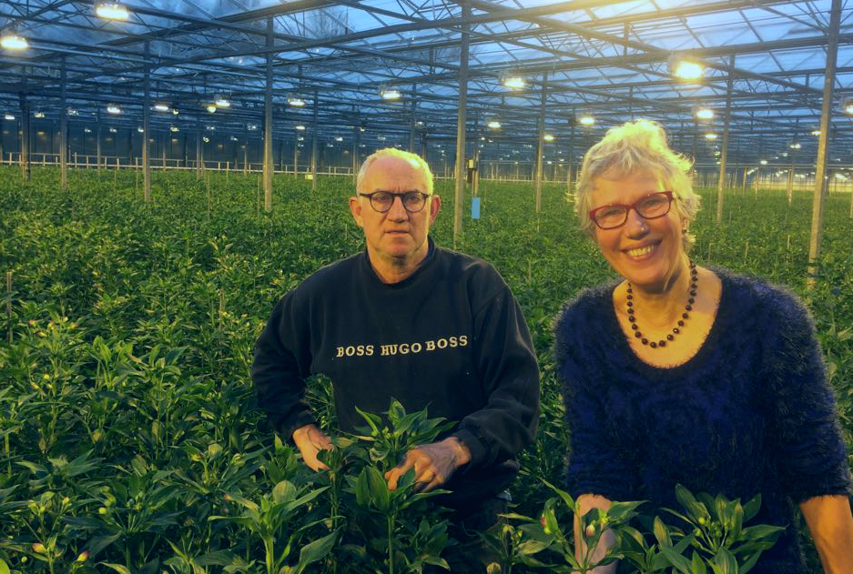 Siem Knol, producteur d’alstroemeria