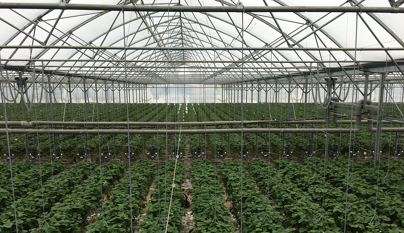 Aardbeien teelt in plastic kas met Transpar